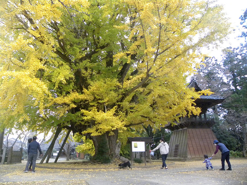 西蓮寺の大イチョウ