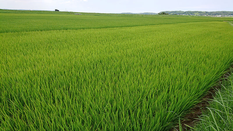 鹿行の道を巡る〜稲田の緑のじゅうたん〜