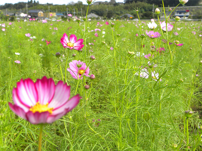 絶景を巡る〜潮来のコスモスと彼岸花〜