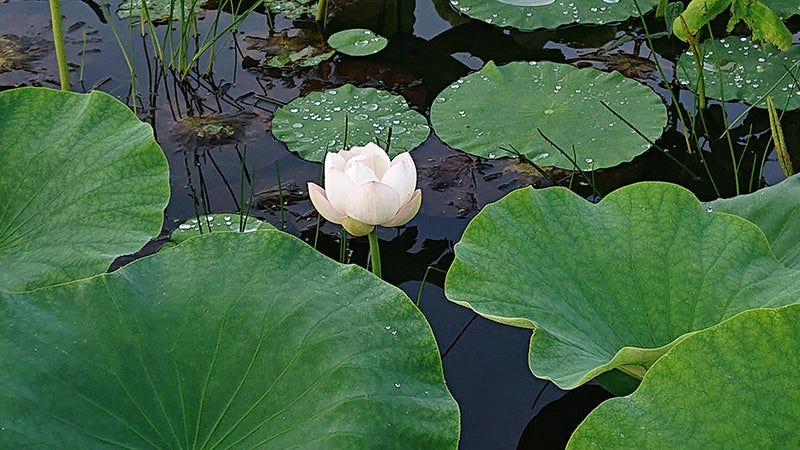 鹿行の道を巡る〜自然と対話する時間〜