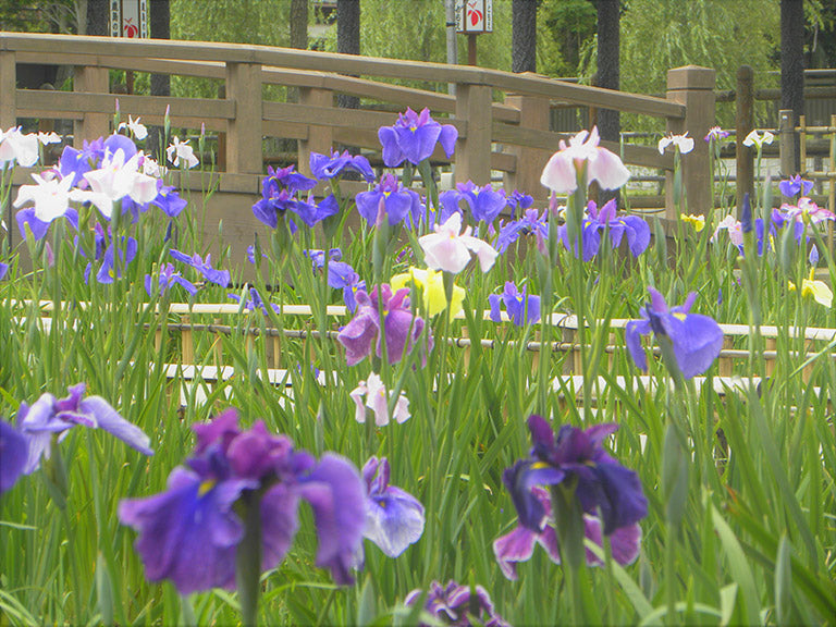 絶景を巡る〜水郷潮来あやめまつり〜