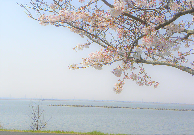 絶景を巡る〜水郷の桜〜